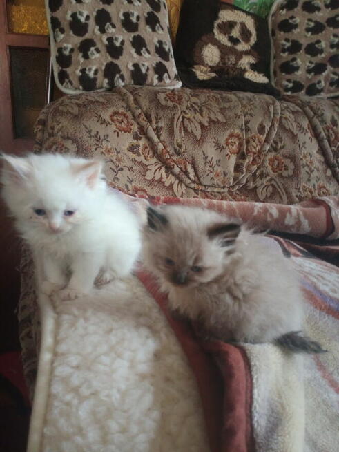 Piękne kocięta Ragdoll Rumia