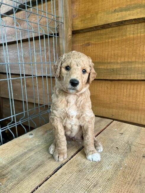 Rasa Hybrydowa AussieDoodle szczeniaczek