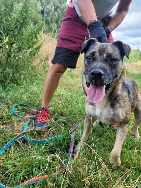 Łagodny, przyjazny SZCZEPANEK szuka domu !!