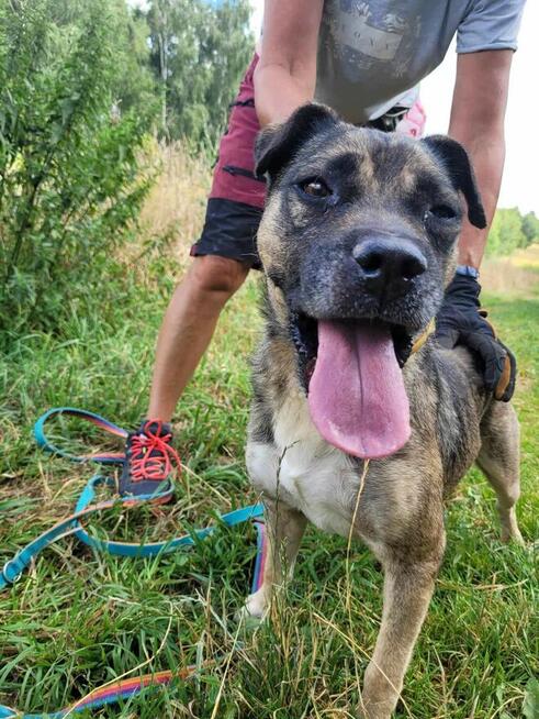 Młody, przyjazny SZCZEPANEK szuka domu !!