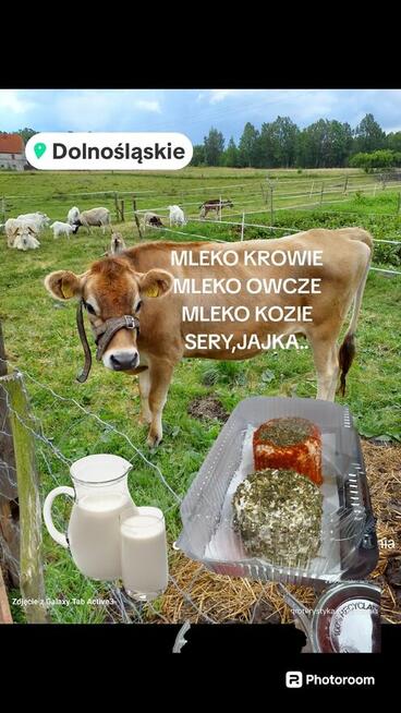 POMIDORY MALINOWE OGÓRKI GRUNTOWE ekoNaturalne Tania Wysylka