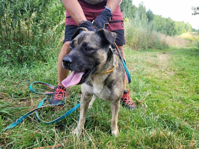 Młody, przyjazny SZCZEPANEK szuka domu !!