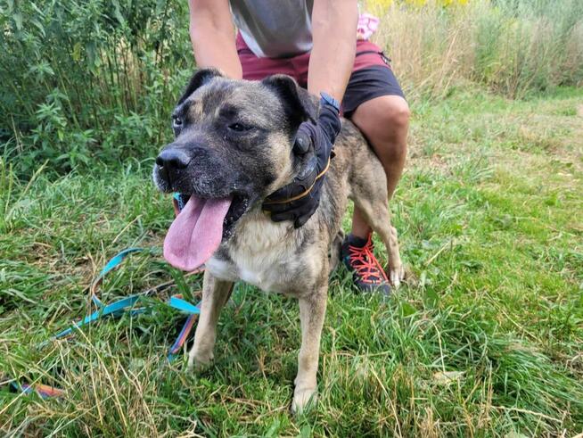 Łagodny, przyjazny SZCZEPANEK szuka domu !!