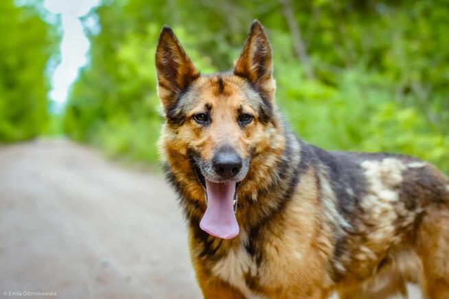 Burbon-pies w typie owczarka niemieckiego do adopcji