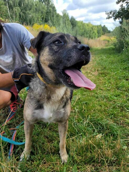 Młody, przyjazny SZCZEPANEK szuka domu !!