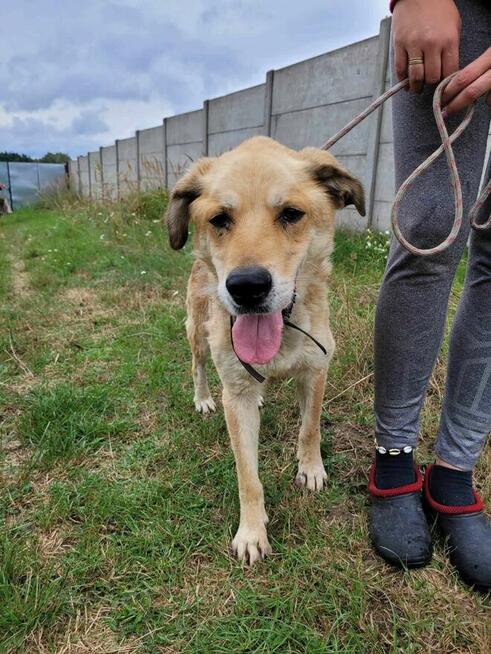 Porzucony, zagłodzony LEMUR w typie labradora szuka domu !!