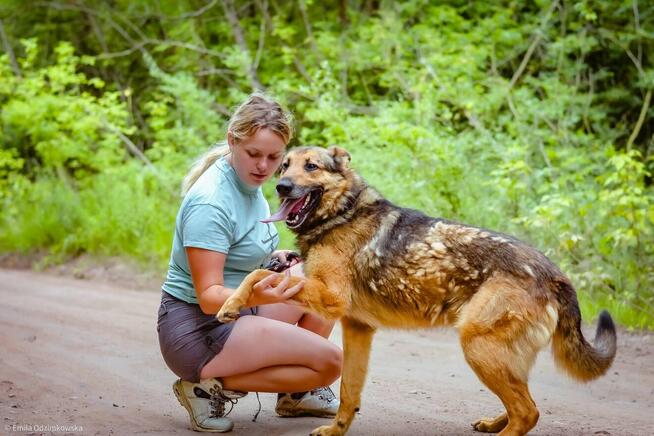 Burbon-pies w typie owczarka niemieckiego do adopcji