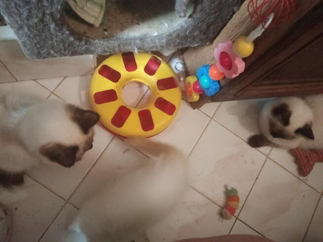 Piękne kocięta Ragdoll Rumia