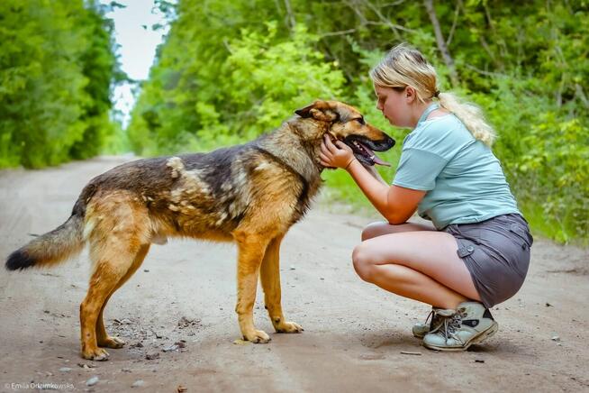 Burbon-pies w typie owczarka niemieckiego do adopcji