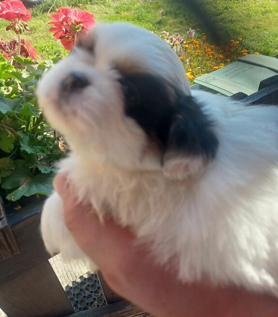 Piękne pekińczyki Kròlewskie