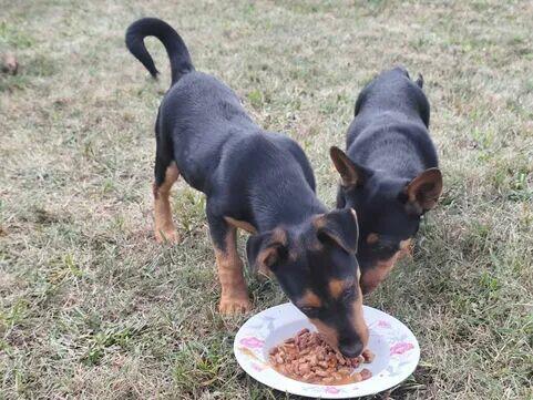 Alarm!ratujmy malutkuie sunie 5/6 kg.przed zaginięciem Łucja