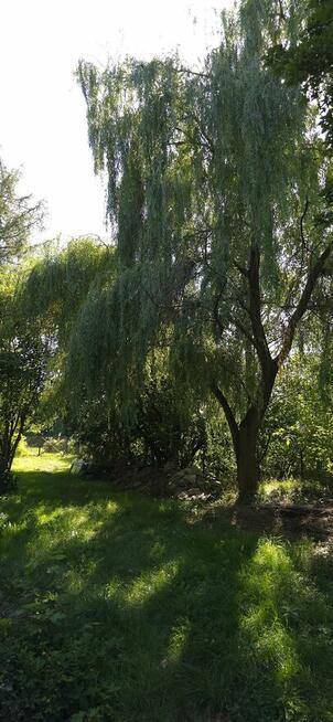 Działka Budowlana (1600 m2) ul. Leśna MEDIA (Wisznia Mała)