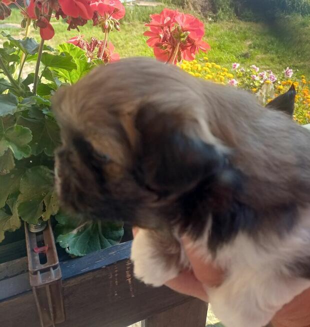 Piękne pekińczyki Kròlewskie