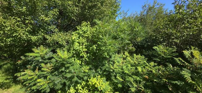 Działka Budowlana (1600 m2) ul. Leśna MEDIA (Wisznia Mała)