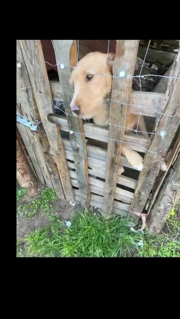 Dora ok 2 let.sunia zwrócona jak rzecz czeka na dom Choszczn