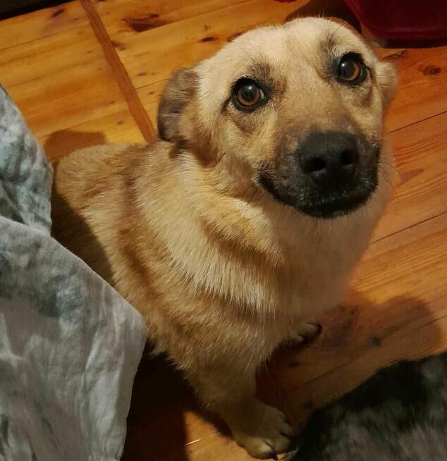 Pilne!!ok 2/3 Kaja pilnie potrzebuje kochającego domu Lunlin