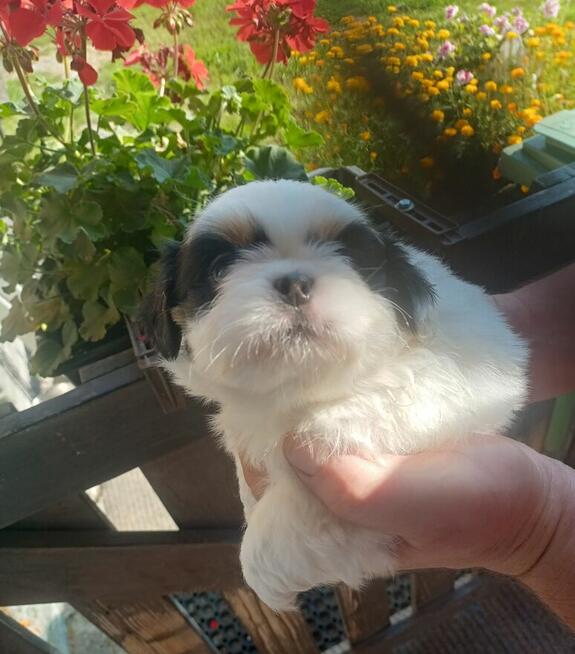 Piękne pekińczyki Kròlewskie