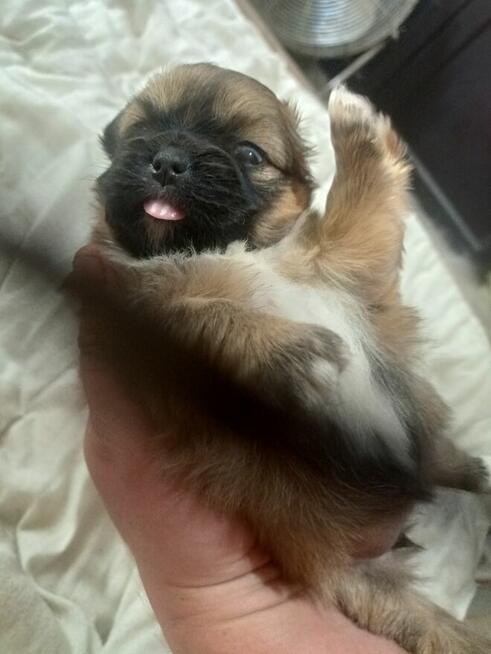 Piękne pekińczyki Kròlewskie