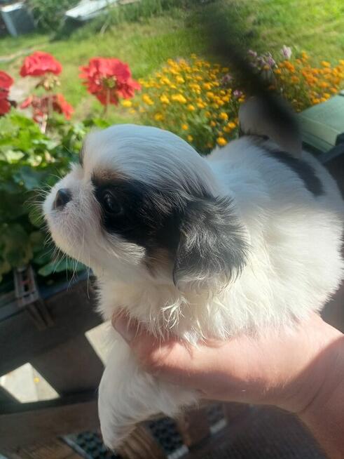 Piękne pekińczyki Kròlewskie