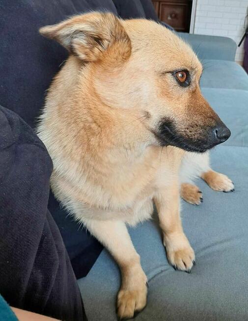 Pilne!!ok 2/3 Kaja pilnie potrzebuje kochającego domu Lunlin