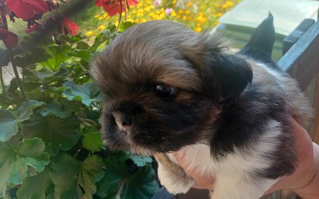 Piękne pekińczyki Kròlewskie