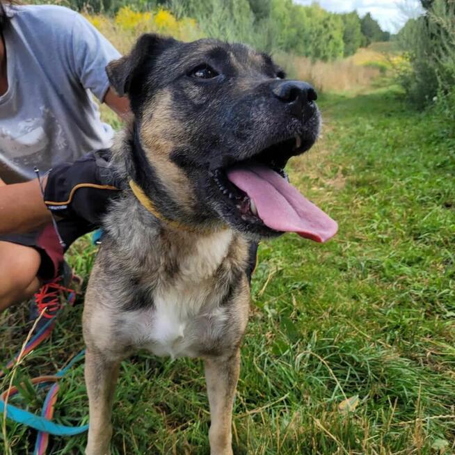 Szczepanek do adopcji