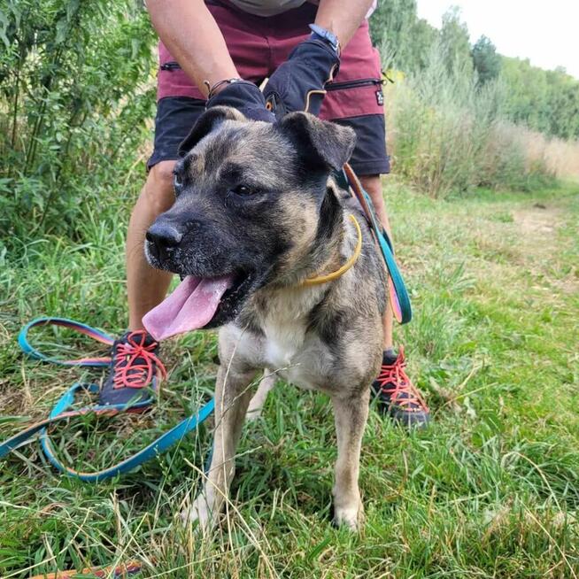 Szczepanek do adopcji