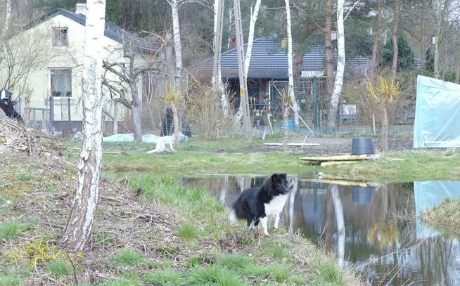 Posiadłość wiejska 4,6 ha blisko Warszawy