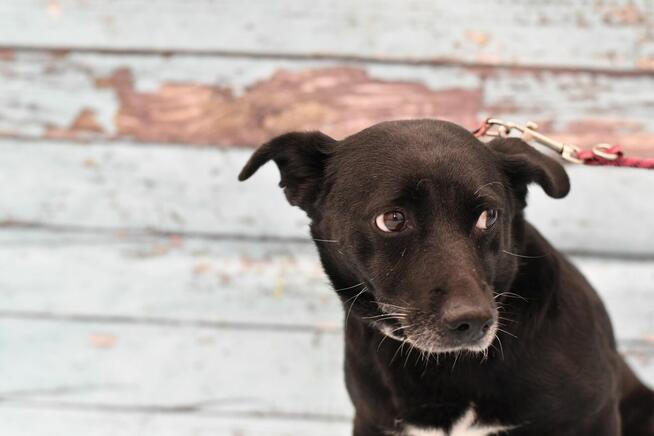 Nieśmiała Skałka czeka na wyjątkowy domek!