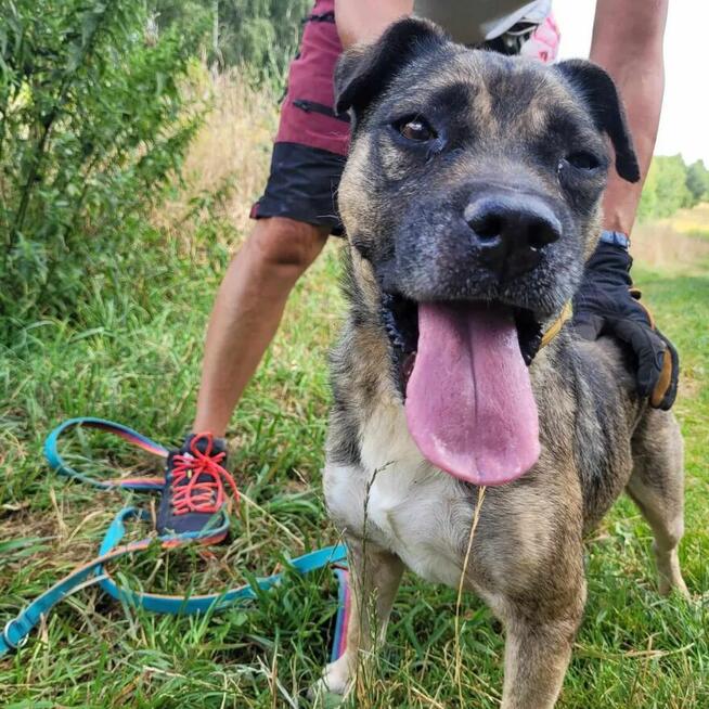 Szczepanek do adopcji