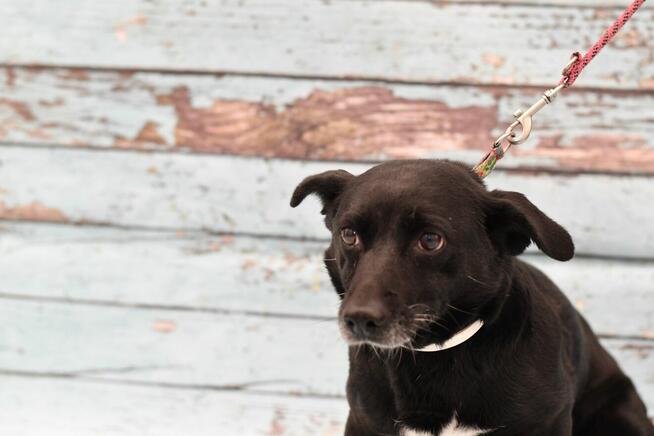 Nieśmiała Skałka czeka na wyjątkowy domek!