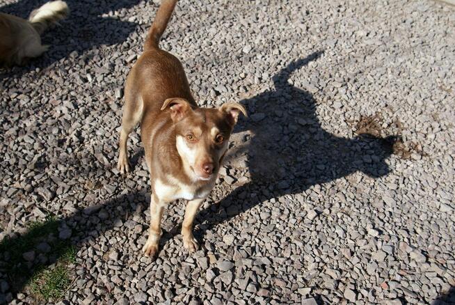 Pilne!! Ok.3 letni Edi bardzo pragnie kochającego domu Iłż