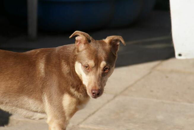 Pilne!! Ok.3 letni Edi bardzo pragnie kochającego domu Iłż