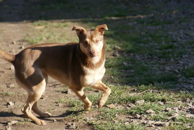 Pilne!! Ok.3 letni Edi bardzo pragnie kochającego domu Iłż