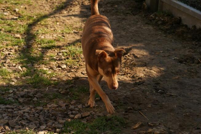 Pilne!! Ok.3 letni Edi bardzo pragnie kochającego domu Iłż