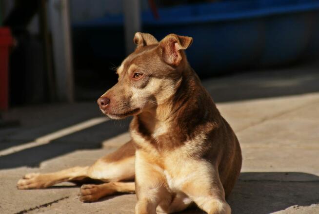 Pilne!! Ok.3 letni Edi bardzo pragnie kochającego domu Iłż