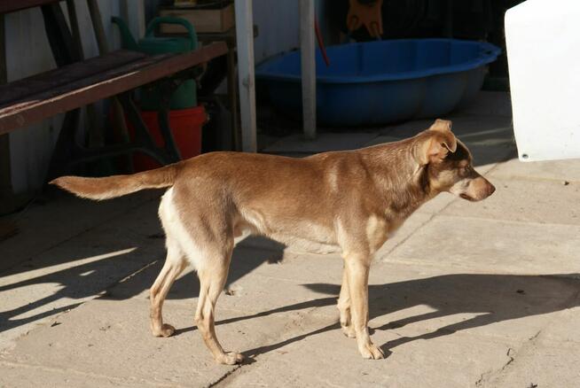 Pilne!! Ok.3 letni Edi bardzo pragnie kochającego domu Iłż