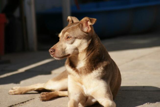 Pilne!! Ok.3 letni Edi bardzo pragnie kochającego domu Iłż