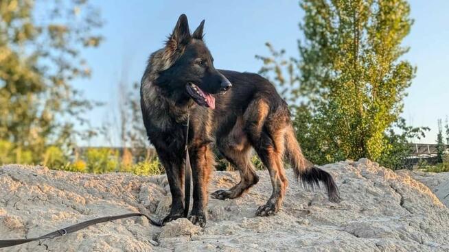 Piesek Ronin do adopcji