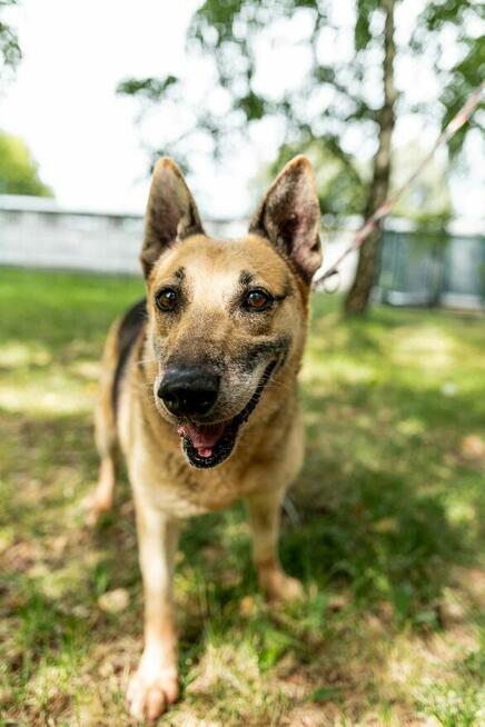 Slim szuka domu, pies, w typie owczarka