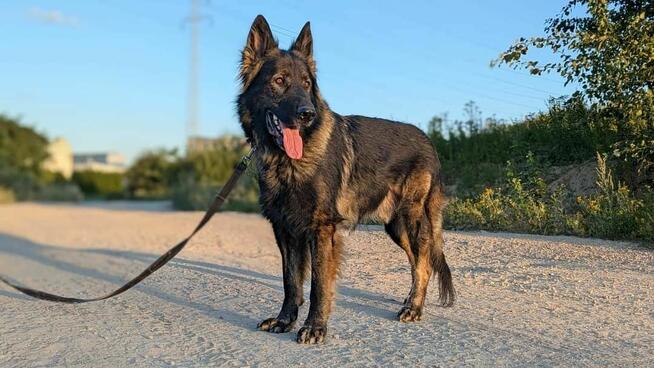 Piesek Ronin do adopcji