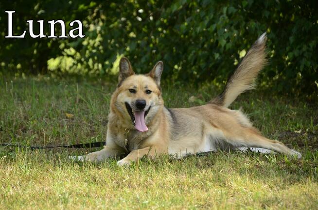 Ratujmy przed wywózką do Janik - Schronisko bez wolontariatu