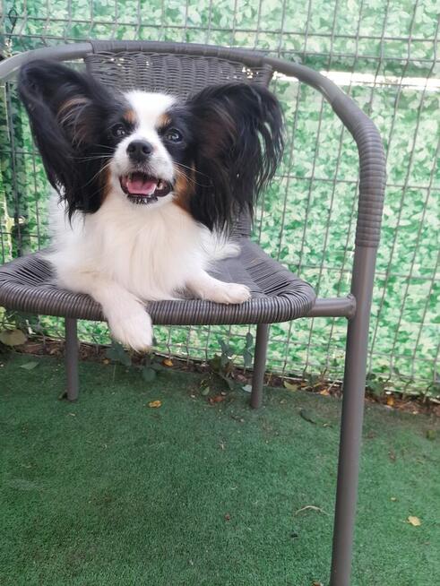 Papillon - Śliczne suczki ZKwP/ FCI