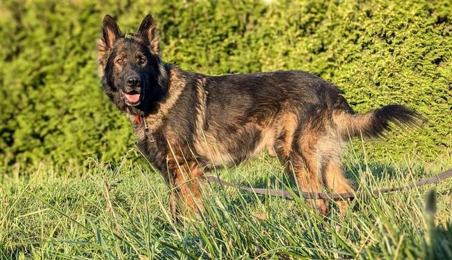 Piesek Ronin do adopcji