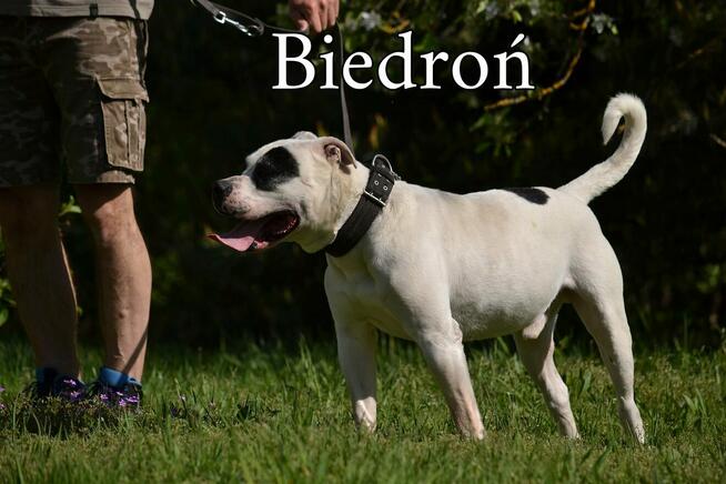 Ratujmy przed wywózką do Janik - Schronisko bez wolontariatu