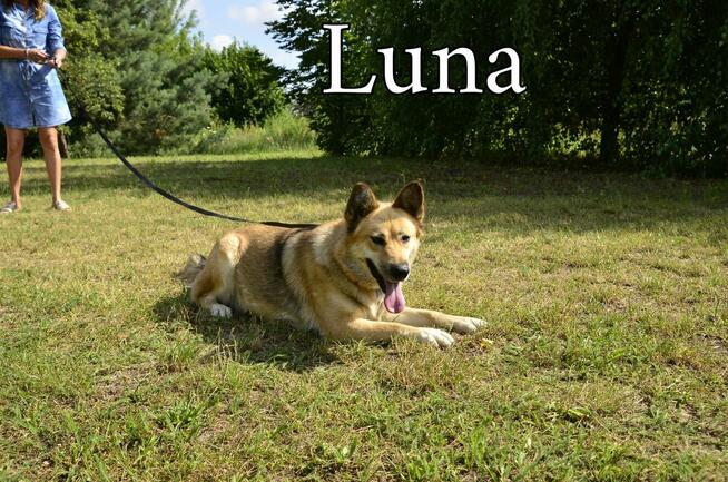 Ratujmy przed wywózką do Janik - Schronisko bez wolontariatu