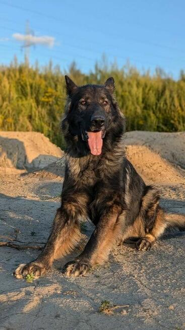 Piesek Ronin do adopcji