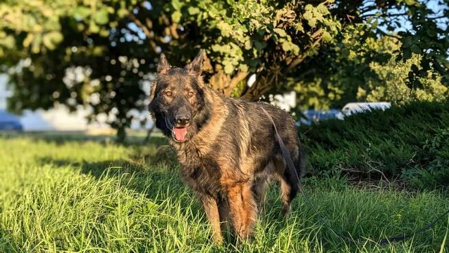 Piesek Ronin do adopcji