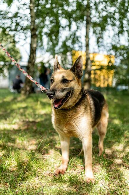 Slim szuka domu, pies, w typie owczarka