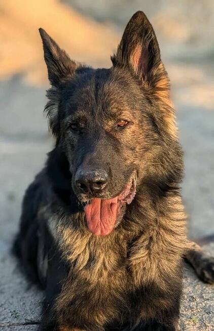 Piesek Ronin do adopcji